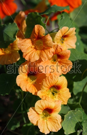 Картина Красивая нежно-оранжевая гирлянда настурции в цветочном саду 