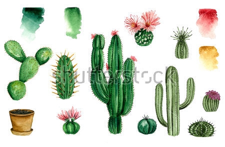 Картина Акварельная иллюстрация с различными видами кактусов 