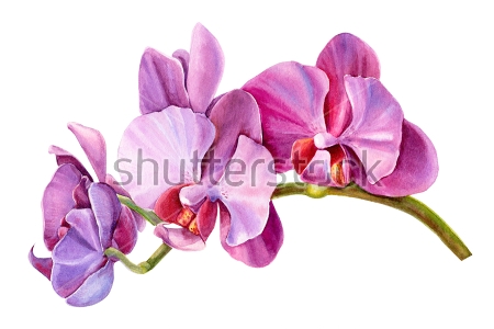 Картина Акварельный рисунок красивой сиреневой орхидеи 