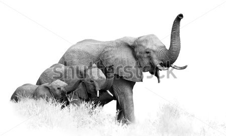 Картина Слониха со слонятами в траве 