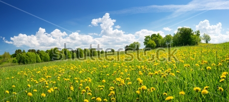 Картина Красивое поле жёлтых одуванчиков на фоне красивого пейзажа 