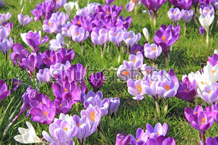 Постер Красивая весенняя поляна с белыми и фиолетовыми крокусами  
