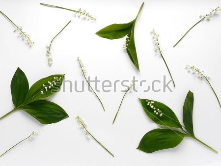 Картина Композиция с цветами и листьями ландыша на белом фоне 