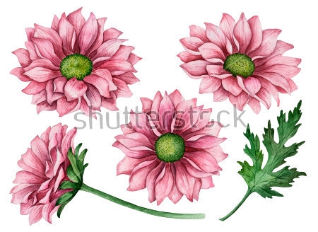 Картина Акварельный рисунок розовых цветов хризантемы 