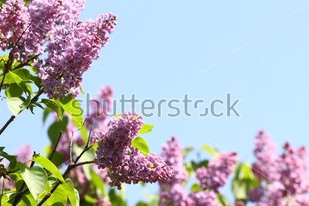 Картина Пышные грозди цветущей сирени на фоне голубого неба 