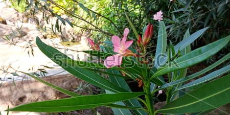 Картина Цветущий розовый олеандр в саду 
