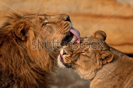 Картина Лев и львица 