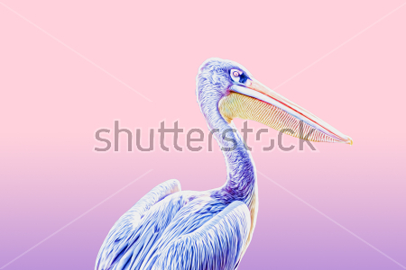 Денежный пеликан | Паблико