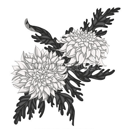 Купить картину Чёрно-белая иллюстрация цветов хризантемы с резными листьями  на белом фоне на стену от 530 руб. в DasArt