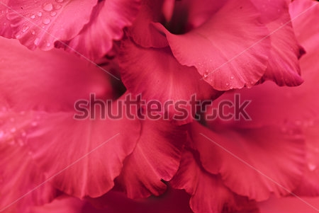 Картина Лепестки пурпурного гладиолуса в капельками росы 