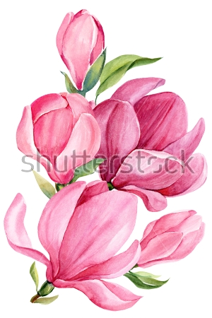 Картина Розовые цветы магнолии на белом фоне 