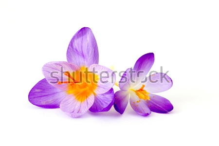 Картина Яркие фиолетово-жёлтые цветы крокусов на белом фоне 
