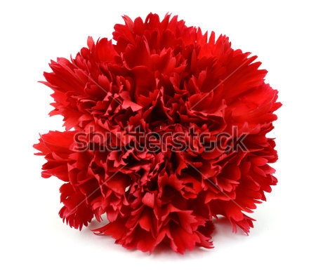 Картина Красивый цветок красной гвоздики 