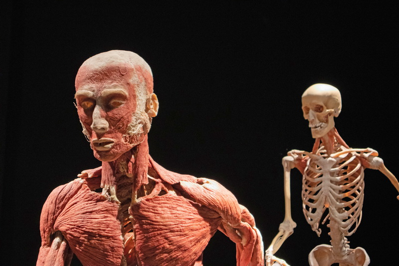 Крис Джерми: Анатомия мышц. Иллюстрированный справочник
