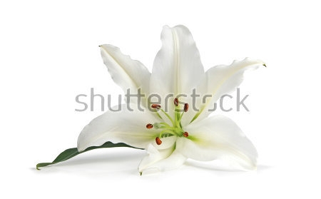 Картина маслом Белый цветок лилии на белом фоне 