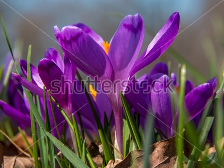 Картина Фиолетовые крокусы крупным планом 