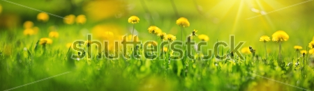 Картина Яркое поле жёлтых одуванчиков в солнечных лучах 
