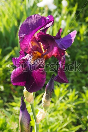 Картина Роскошный цветок фиолетового ириса в цветочном саду 