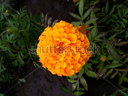 Картина Оранжевый цветок бархатцев в густой зелени 