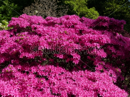 Картина Прекрасное цветение розового рододендрона в парке 