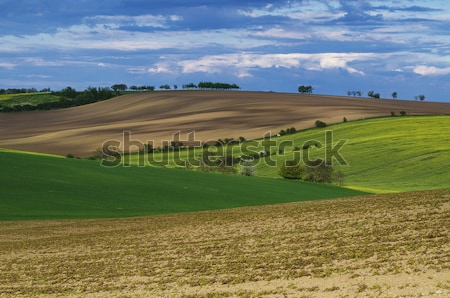 Постер Сельский пейзаж с волнами зелёных полей (Южная Моравия, Чехия)  