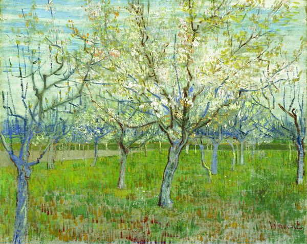 Картина Сад с цветущими абрикосовыми деревьями (Orchard with blossoming apricot trees) Ван Гог Винсент