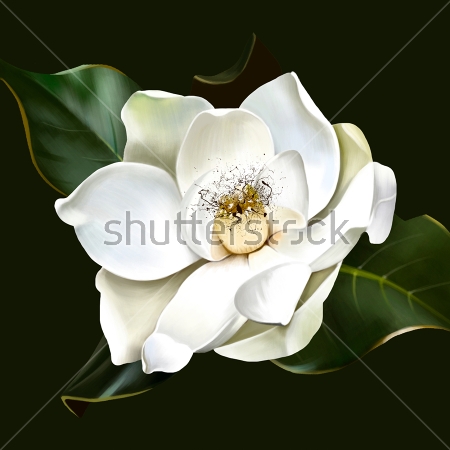 Картина Красивый цветок белой магнолии крупным планом на тёмном фоне 