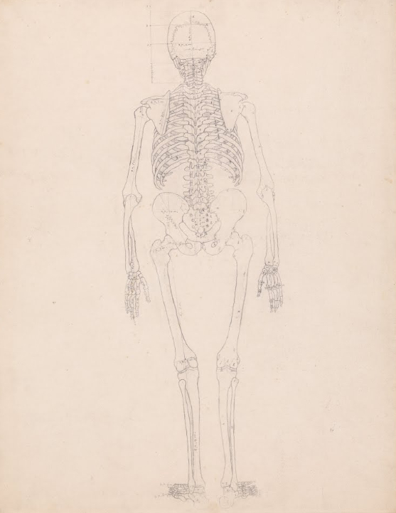 Ткань скелета человека. Красивый каркас человека. Скелеты человека флоресского.