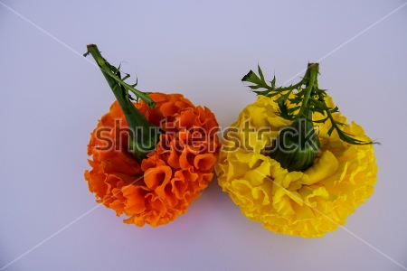 Картина маслом Жёлтый и оранжевый цветки бархатцев на сером фоне 