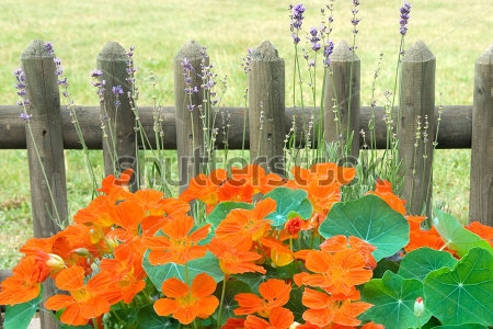 Картина Красивый куст оранжевой настурции с цветами лаванды на фоне деревянного забора 