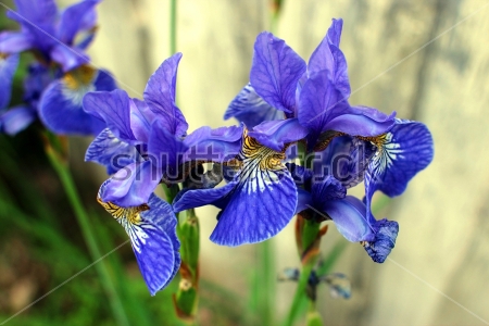 Картина Красивые цветы пёстрого голубого ириса крупным планом 