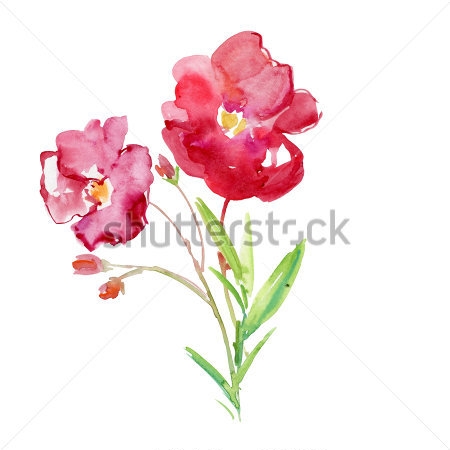 Картина Акварельный рисунок цветущей ветки розового олеандра на белом фоне 