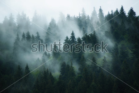 Постер Красивый пейзаж с туманом в еловом лесу  