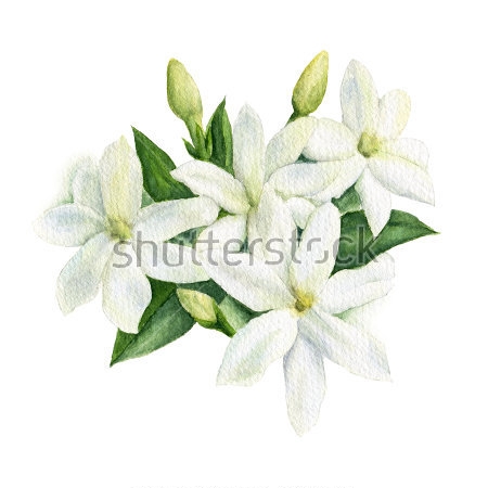 Картина Акварельный рисунок белых цветов жасмина с листьями и соцветиями 