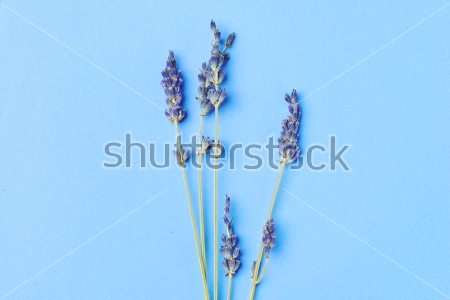 Картина Цветы лаванды на голубом фоне 