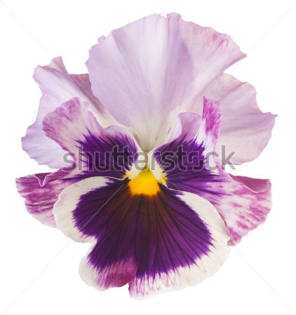 Картина Красивый цветок бело-фиолетовой фиалки трёхцветной на белом фоне 