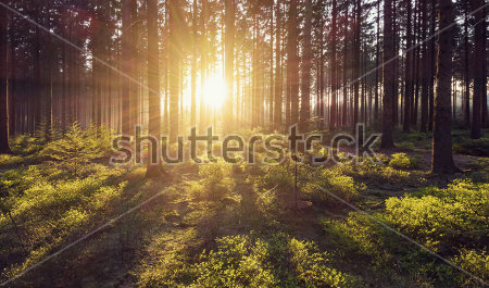 Постер Солнце в летнем лесу  