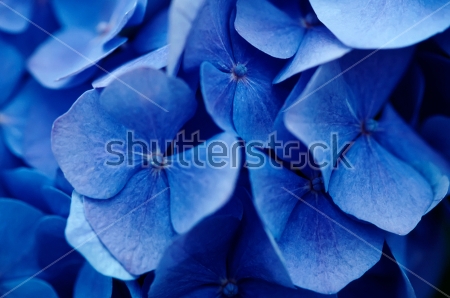 Картина Цветы голубой гортензии крупным планом 