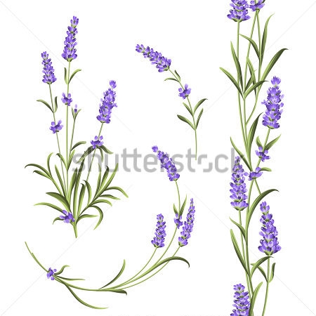 Картина Иллюстрация с цветочными композициями из цветов лаванды на белом фоне 