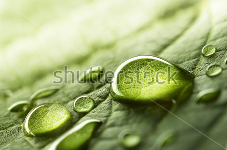 Картина Капли росы в лучах рассвета на зелёном листе 