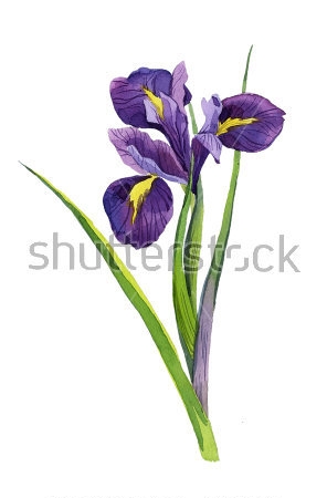 Картина Ботаническая акварельная иллюстрация фиолетового ириса 
