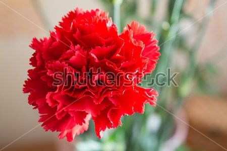 Картина Цветок красной гвоздики - вид крупным планом 