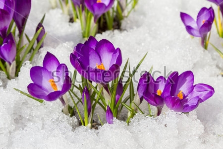 Картина Яркие фиолетовые крокусы в снегу 