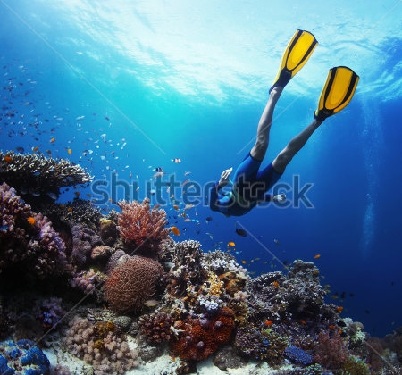 Картина Фридайвер под водой плывёт над яркими коралловыми рифами 