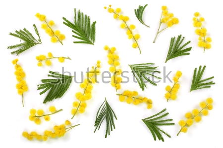 Картина Яркая цветочная композиция с веточками и листьями жёлтой мимозы на белом фоне 