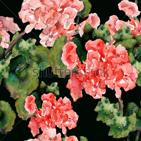 Картина Акварельная иллюстрация розовой герани на чёрном фоне 