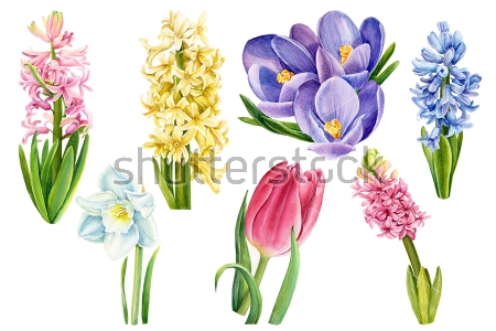 Картина Красочная иллюстрация с разноцветными гиацинтами, тюльпаном, нарциссом и подснежниками 