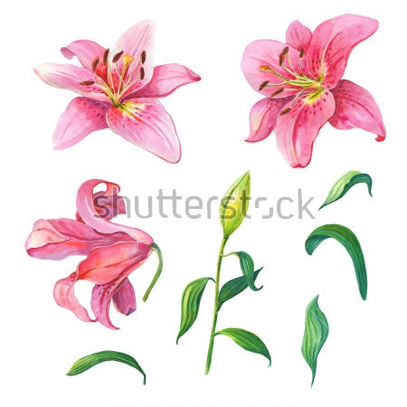Картина Цветы розовой лилии на белом фоне 