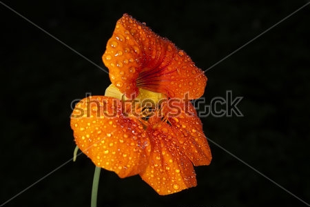 Картина Макросъёмка оранжевого цветка настурции с капельками росы на чёрном фоне 