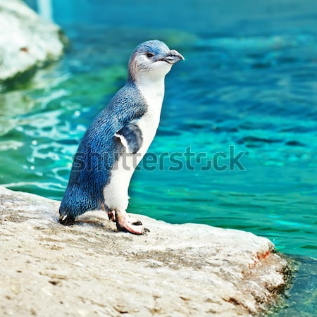 Купить плакат Маленький голубой пингвин на скалистом берегу голубого океана  от 290 руб. в арт-галерее DasArt